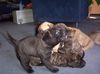 Dogo Canario Foto: Unser Wurf (ID 11631) Dogo Canario Hund