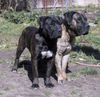 Dogo Canario Foto: Ein schönes Paar.... (ID 25954) Dogo Canario Hund