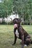 Dogo Canario Foto: Odin von den Pretorianern (ID 23577) Dogo Canario Hund