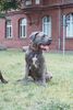 Dogo Canario Foto: Ares von den Pretorianern (ID 23568) Dogo Canario Hund