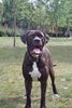 Dogo Canario Foto: Odin von den Pretorianern (ID 23575) Dogo Canario Hund
