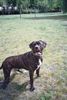 Dogo Canario Foto: Odin von den Pretorianern (ID 23573) Dogo Canario Hund