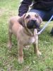 Dogo Canario Foto: Kimberley (ID 32172) Dogo Canario Hund