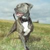 Dogo Canario Foto: Gina von den Pretorianern (ID 17782) Dogo Canario Hund