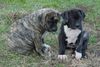 Dogo Canario Foto: puppies on the field (ID 19024) Dogo Canario Hund