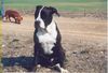 Dogo Canario Foto: Dogo Canario Monty 9 Monate (ID 3575) Dogo Canario Hund