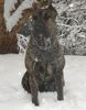Dogo Canario Foto: Meine Presa Canario, 11 monaten (ID 19540) Dogo Canario Hund