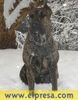 Dogo Canario Foto: Nora, meine Presa (ID 19543) Dogo Canario Hund
