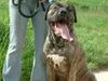Dogo Canario Foto: Tyson (ID 23356) Dogo Canario Hund