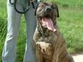 Dogo Canario Hunde Foto 23356 in höherer Auflösung ansehen Dogo Canario Tyson