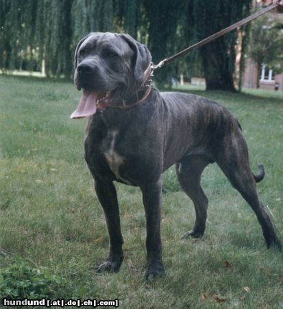 Dogo Canario Ares