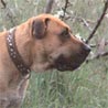 Dogo Canario Hund