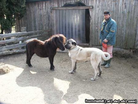 Kangal Hunde so groß wie ein 