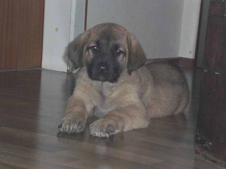 Kangal Hunde Foto 41877 in höherer Auflösung ansehen Kangal DUMAN