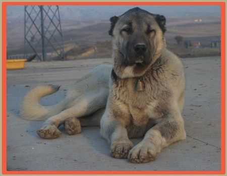 Kangal Hunde Foto 29979 in höherer Auflösung ansehen Kangal ATES KURTBOGAN
