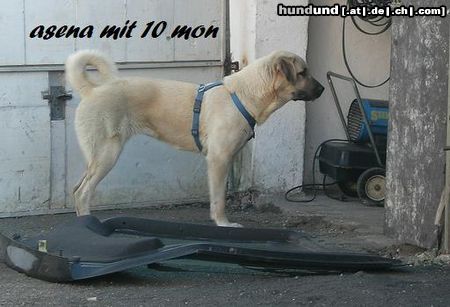 Kangal Hunde Foto 26146 in höherer Auflösung ansehen Kangal das ist asena mit 10 monaten in unserer werkstadt (ihr teretorium)