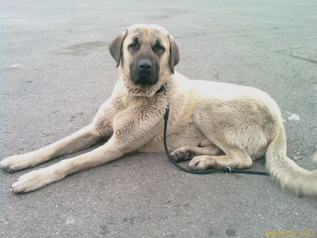 Kangal Duman 11 Mon.