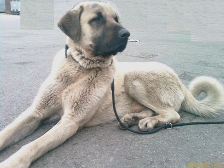 Kangal Hunde Foto 43737 in höherer Auflösung ansehen Kangal Duman 11 Mon.
