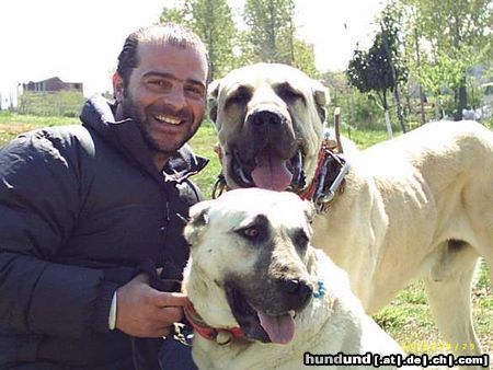 Kangal Mein Rüde und seien Schwester Tyson und Asya