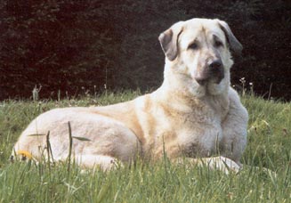 Kangal Hunde Foto 296 Kangal