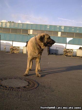 Kangal Hunde Foto 45811 in höherer Auflösung ansehen Kangal Duman