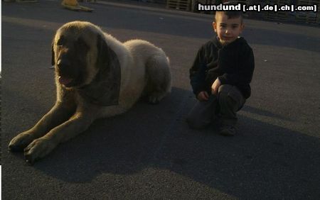 Kangal Hunde Foto 45810 in höherer Auflösung ansehen Kangal Duman