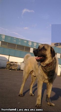 Kangal Duman