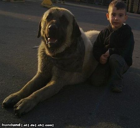Kangal Hunde Foto 45809 in höherer Auflösung ansehen Kangal Duman