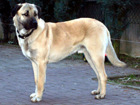 Kangal Aslan