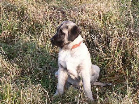 Kangal Hunde Foto 1420 Kangal 13 Wochen alter Kangalrüde