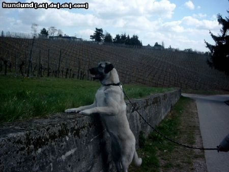 Kangal Hunde Foto 11408 Kangal Das ist unsere ASYA ein Kangal Mädchen