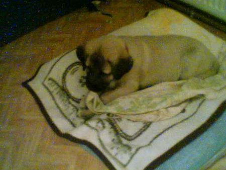 Kangal Hunde Foto 28624 in höherer Auflösung ansehen Kangal Das ist unsere kleine Asya von Chaireddin Barbarossa