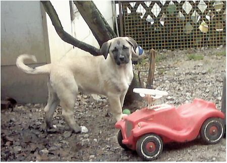 Kangal 12 Wochen altes Kangalmädchen erkundet die Welt