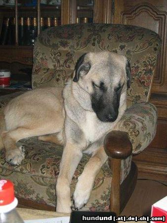 Kangal Hunde Foto 13961 Kangal Cano 7 monate alt,soo müdee...