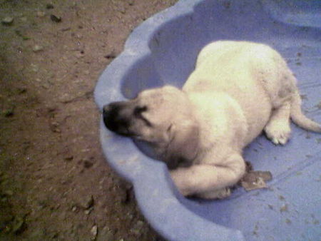 Kangal Hunde Foto 28641 in höherer Auflösung ansehen Kangal Die kleine Asya (ayla) von charedin Barrbarossa