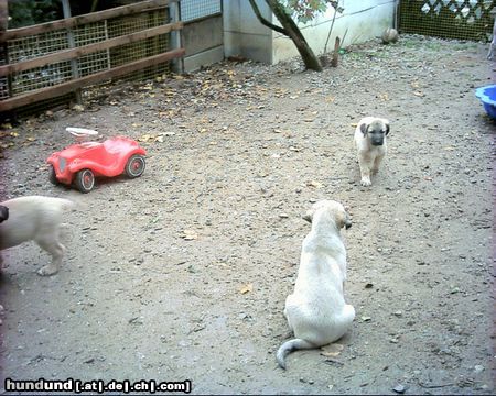 Kangal Hunde Foto 11413 Kangal Unsere ASYA (AYLA) mit ihren Geschwister noch beim Züchter
