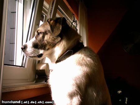 Kangal Hunde Foto 5568 Kangal Max ca 1 Jahr