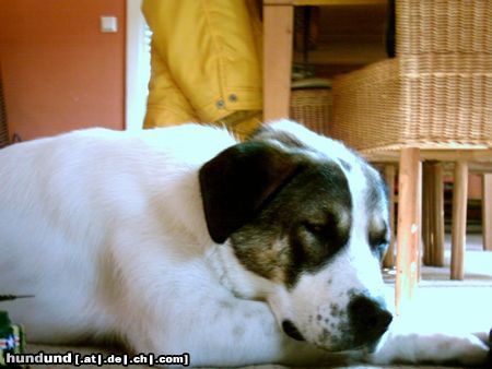 Kangal Hunde Foto 5569 Kangal Max ca 1 Jahr