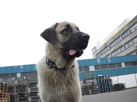 Kangal Duman 9Mon