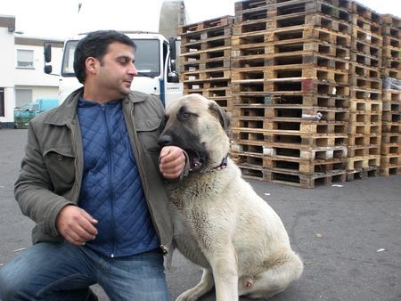 Kangal Hunde Foto 43499 in höherer Auflösung ansehen Kangal Duman 9Mon