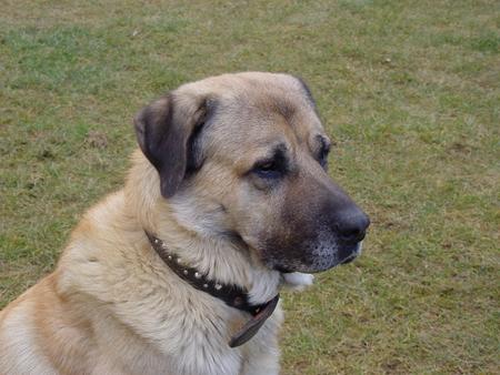 Kangal Hunde Foto 773 Kangal