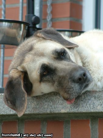 Kangal ...hier bin ich der Boss!