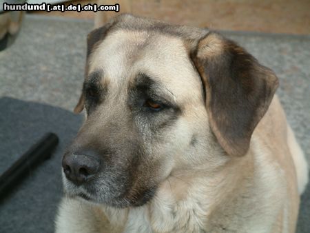 Kangal Hunde Foto 21461 in höherer Auflösung ansehen Kangal Das ist übrigens Dunya unsere Kangal Hündin...