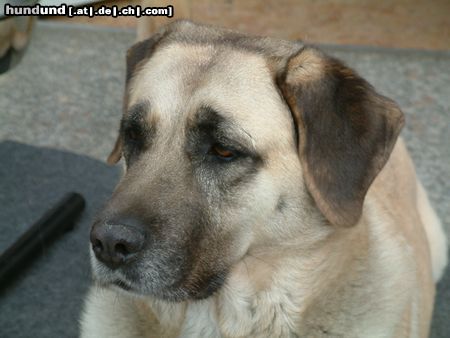 Kangal Das ist übrigens Dunya unsere Kangal Hündin...