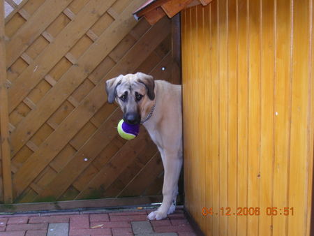 Kangal