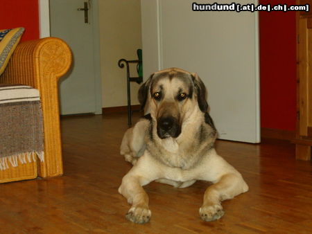 Kangal Hunde Foto 44136 in höherer Auflösung ansehen Kangal duman und whitey beide 4 jahr alt