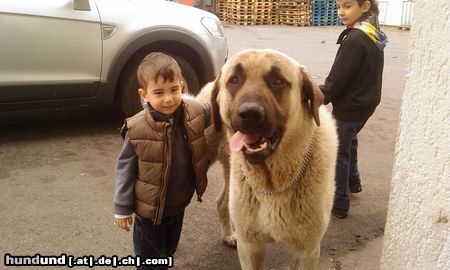 Kangal Hunde Foto 44074 in höherer Auflösung ansehen Kangal Duman 12 Mon