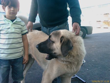 Kangal Hunde Foto 43468 in höherer Auflösung ansehen Kangal Duman 8 Mon
