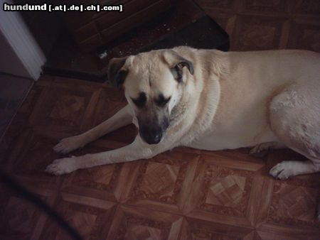 Kangal unsere Lady mit 4 Jahren lieb und verschmusst