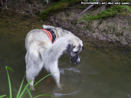 Kangal Ein Kangal im See